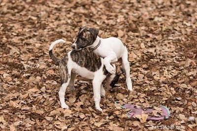 Magyar agar Informations sur la race de chiens