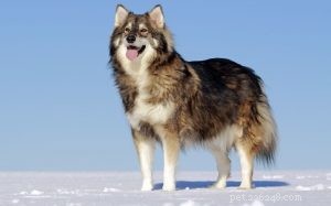 Informazioni sulla razza di cani utonagan