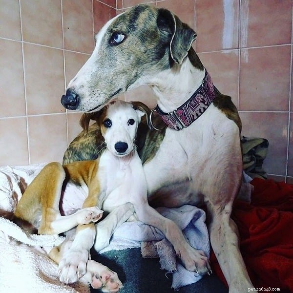 Informazioni sulla razza del cane levriero spagnolo
