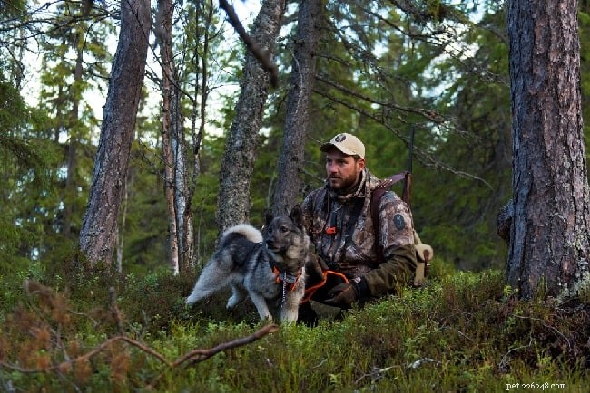 Информация о породе собак шведского элкхаунда (джамтхунда)