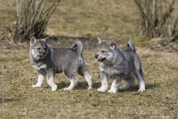 Informazioni sulla razza del cane Swedish Elkhound (Jamthund)