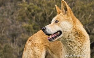 Informações sobre a raça do cão Dingo
