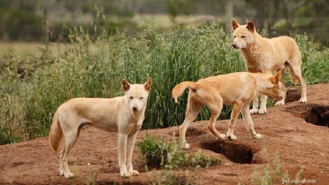 Information om dingohundraser