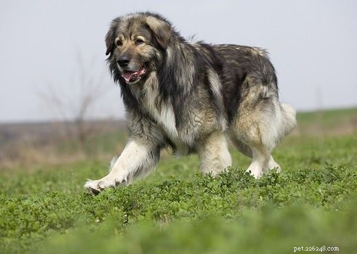 Informations sur la race de chien de berger des Carpates