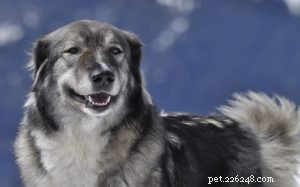 Informations sur la race de chien de berger des Carpates