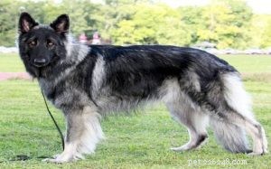 Informations sur la race de chien de berger Shiloh