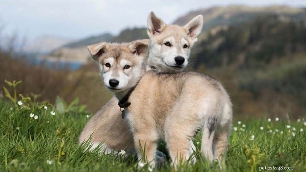Informatie over noordelijke Inuit-honden