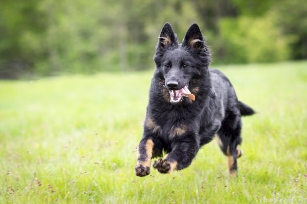 Informations sur la race de chien de berger de Bohême
