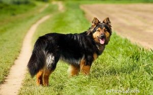 Informations sur la race de chien de berger de Bohême