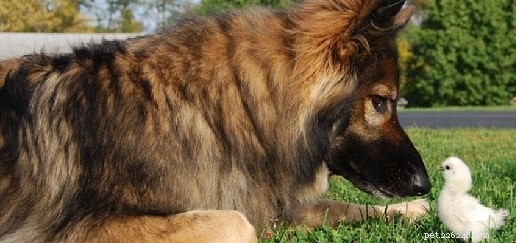 Informatie over het Shiloh-herdershondenras