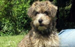 Cairnoodle (Cairn Doodle en Poodle Mix) Informatie over hondenrassen