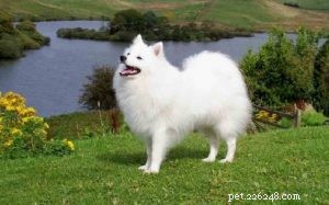 Information om rasen för japansk spetshund