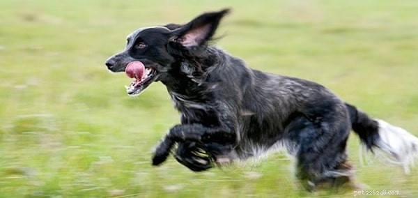 Informations sur la race de chien Epagneul bleu Picardie