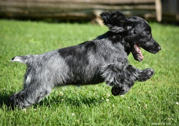 Informazioni sulla razza di cani Blue Piccardia Spaniel