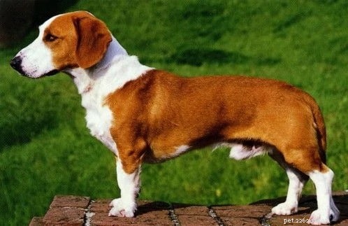 Informations sur la race de chien Teckel de Westphalie