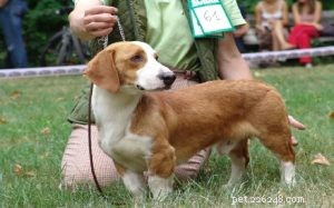 Westphalian Dachsbracke Dog Breed Information