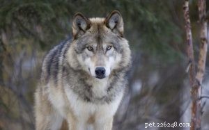 Informations sur la race de chien loup