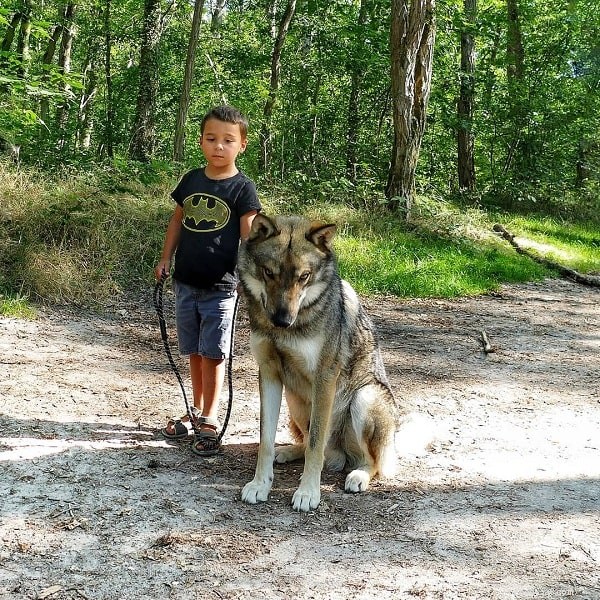 Informazioni sulla razza del cane Wolfdog