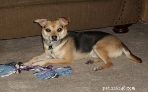 Rasinformation för Chihuahua Shepherd-hund