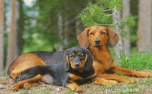 Informações sobre a raça de cães de caça tirolesa