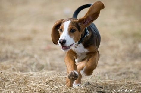 Deutsche Bracke (lévrier allemand) Informations sur la race de chien