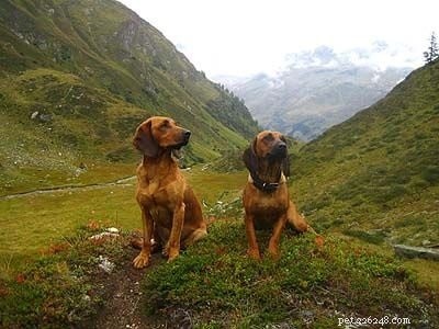 Informations sur la race de chien courant tyrolien