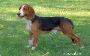Informazioni sulla razza del cane Deutsche Bracke (segugio tedesco)