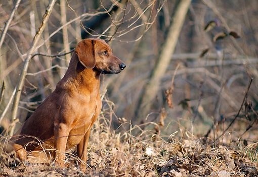 Informations sur la race de chien courant tyrolien