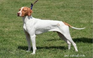 Информация о породе собак Брак Сен-Жермен
