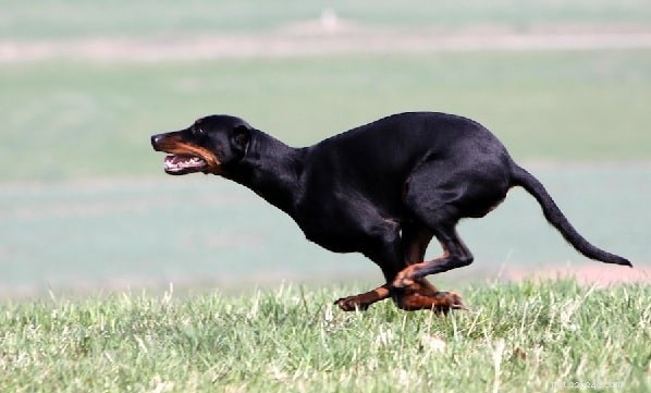 Informations sur la race de chiens de chasse autrichiens noir et feu