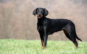 Österrikisk svart och brun hundrasinformation