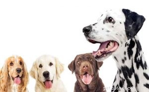 Smíšeni dalmatští psi – goldmatian, dalcorgi, bassamát