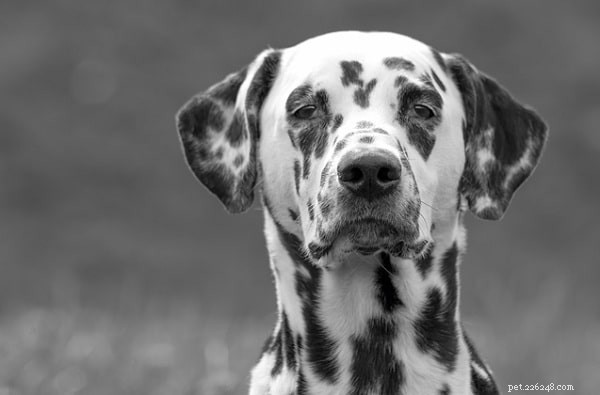 Smíšeni dalmatští psi – goldmatian, dalcorgi, bassamát