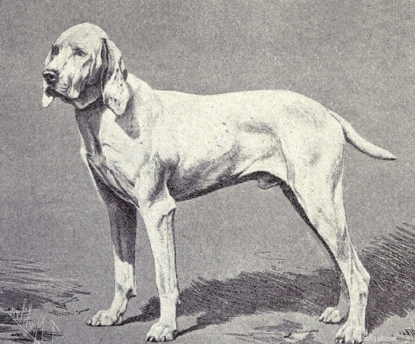 Informações sobre a raça do cão Ariege Pointer