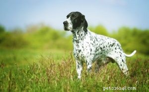 Braque d Auvergne Pointer (Auvergne pointer) Informatie over hondenrassen
