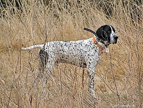 Braque d Auvergne Pointer (Auvergne pointer) Informazioni sulla razza canina