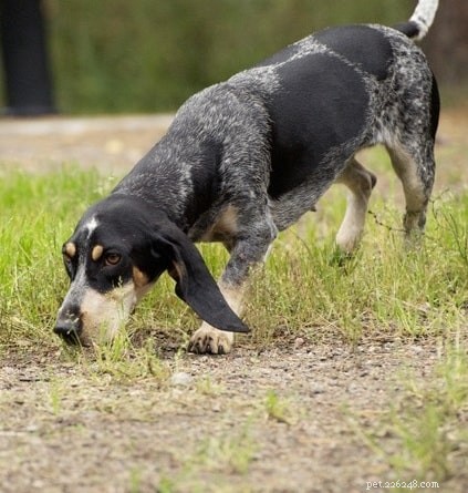 Informações sobre a raça de cães Basset Bleu de Gascogne