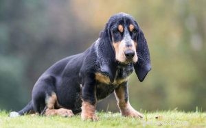 Informazioni sulla razza del cane Basset Bleu de Gascogne