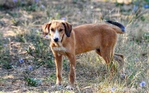 Posavac Hound Dog Breed Information