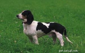 Schweizerischer Niederlaufhund Informatie over hondenrassen