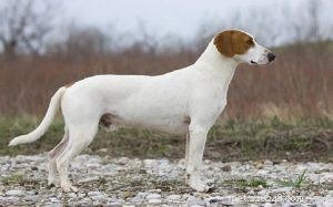 Informations sur la race de chien de chasse à poil court d Istrie