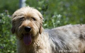 Bosnisk bruten-hårig hund (Barak Hound) Hundrasinformation