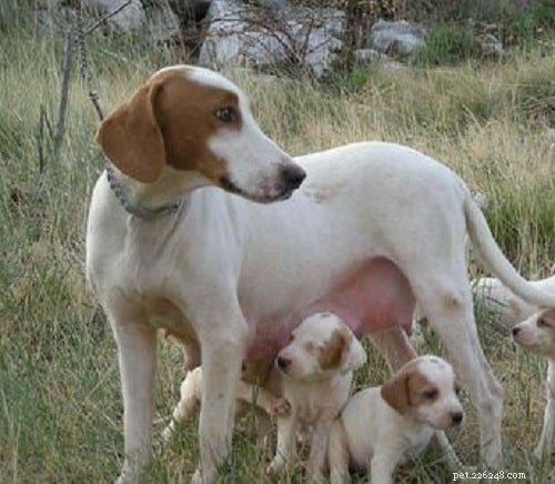 Informations sur la race de chien de chasse à poil court d Istrie