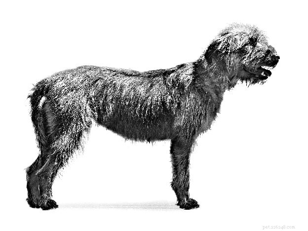 Informações sobre a raça do cão de pelo quebrado da Bósnia (Barak Hound)