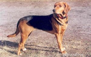 ポーリッシュハウンド犬の品種情報 
