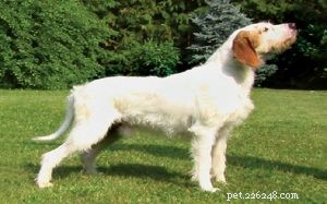 Informatie over het ras Istrische grofharige honden