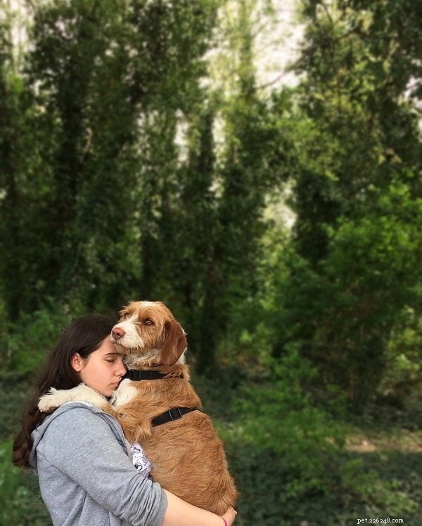 Informazioni sulla razza di cane segugio istriano a pelo ruvido