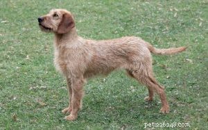 Informazioni sulla razza del cane segugio a pelo ruvido della Stiria