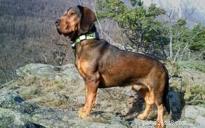 Informações sobre a raça do cão Alpine Dachsbracke