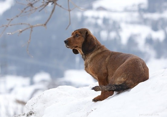 Informations sur la race de chien Dachsbracke alpin